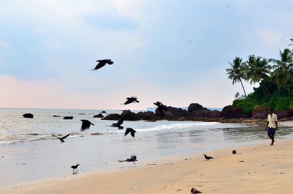Ocean Green Kerala Kannur Eksteriør bilde
